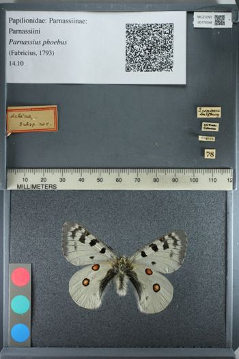 Media type: image;   Entomology 174348